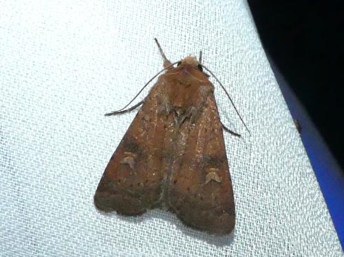 Réf. 348 158 : Xestia xanthographa